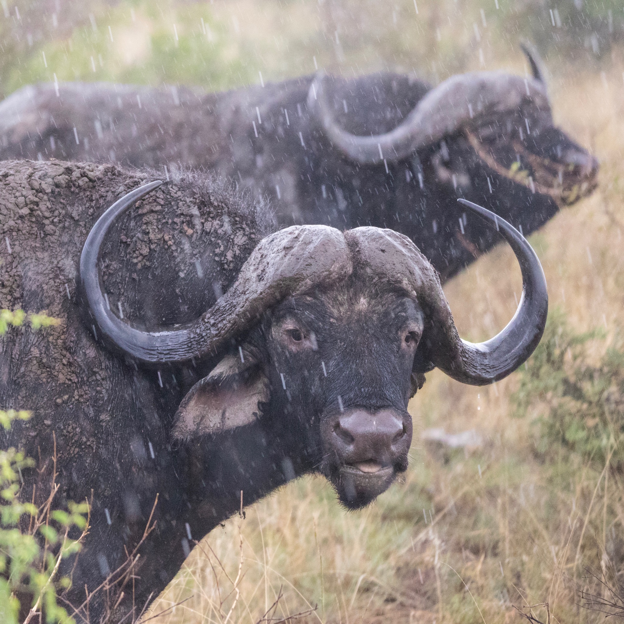 Afrikanische Wildtiere Fxhaas