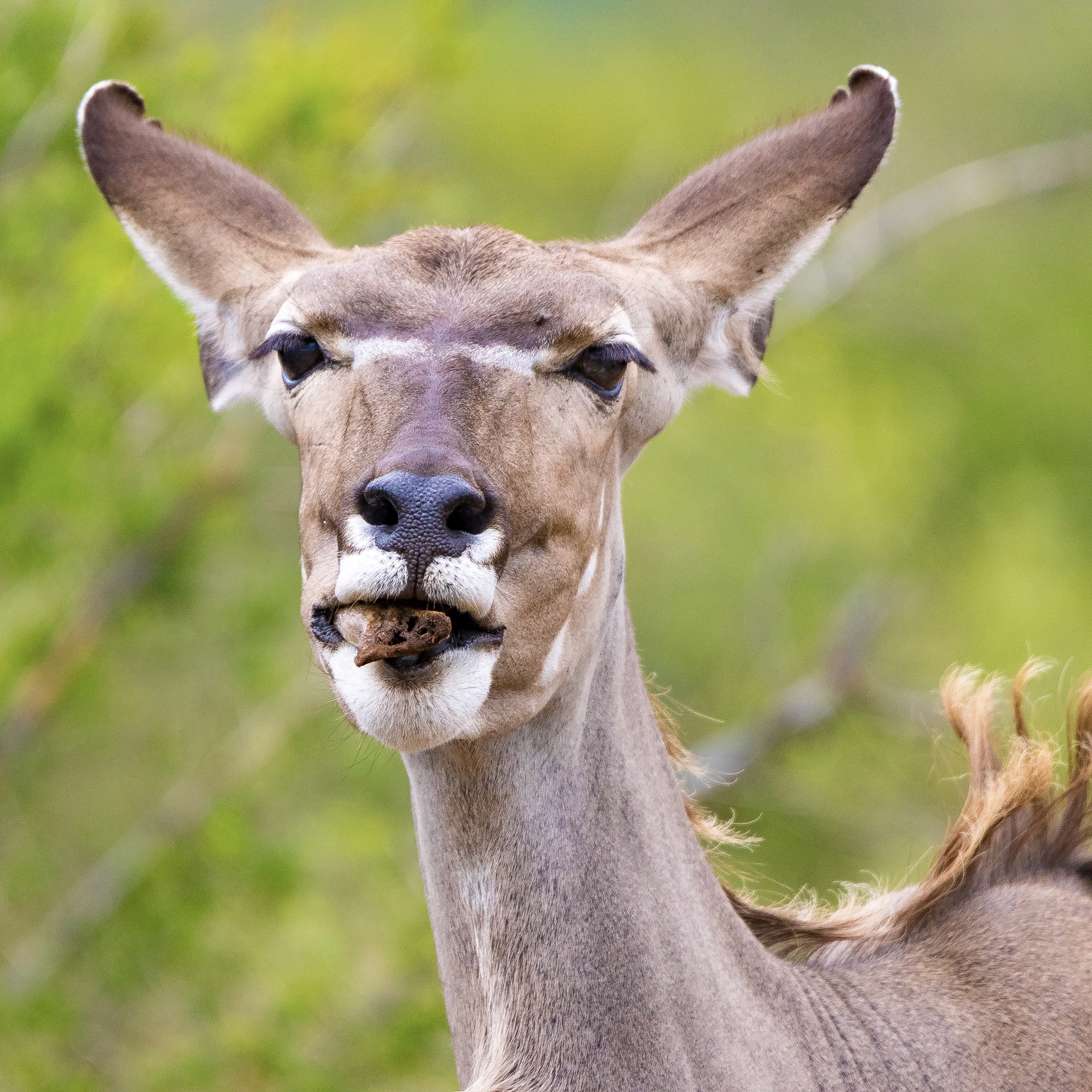 Afrikanische Wildtiere Fxhaas